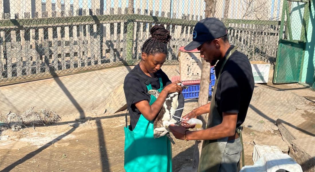NAMCOB Scientists serving as Seabird Rangers Karin Moses and Natanael Hangula. NAMCOB Scientists serving as Seabird Rangers Karin Moses and Natanael Hangula.
