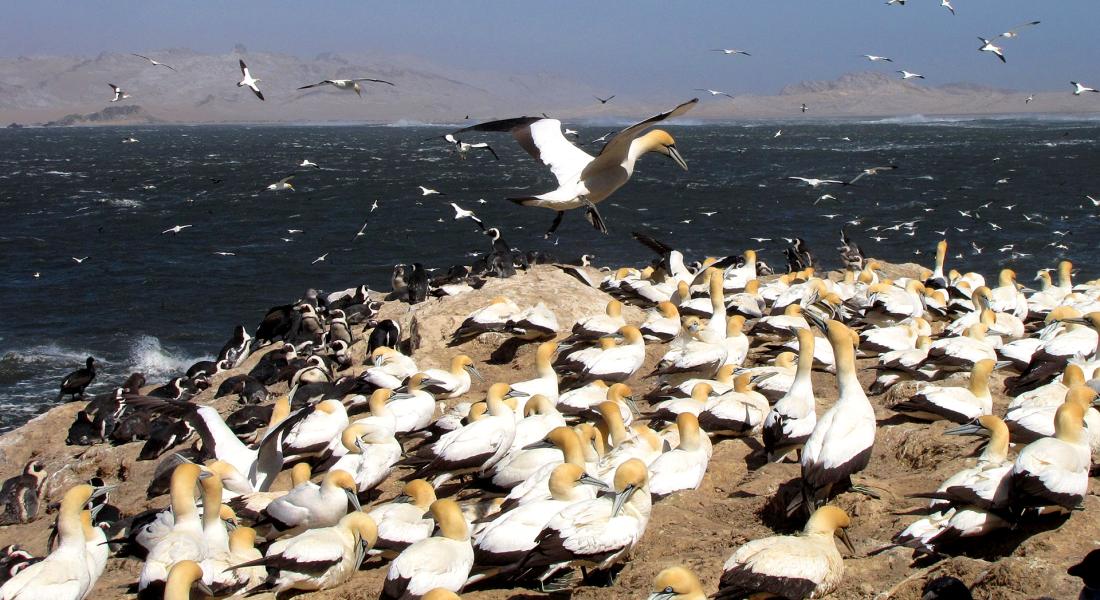 Cape Gannet colony at Mercury Island. Photo: J Kemper