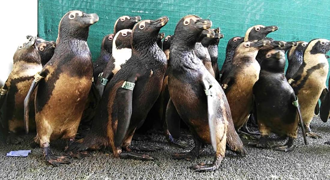Oiled African Penguins. Photo: SANCCOB Oiled African Penguins. Photo: SANCCOB