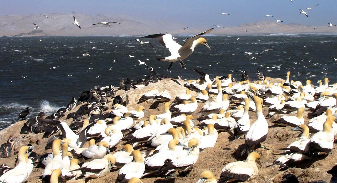 Cape Gannet colony on Mercury Island. Photo: J Kemper
