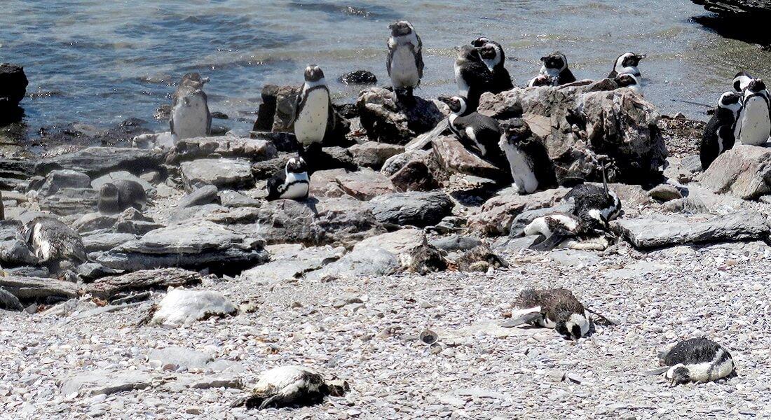 African penguins which died from bird flu. Photo: J Kemper