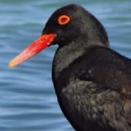 African Oystercatcher