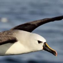 Atlantic Yellow-nosed Albatross