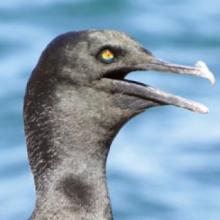 Bank Cormorant