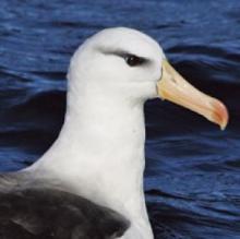 Black-browed Albatross