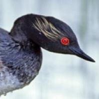 Black-necked Grebe