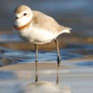 Chestnut-banded Plover