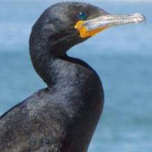 Cape Cormorant