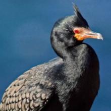Crowned Cormorant