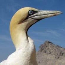 Cape Gannet