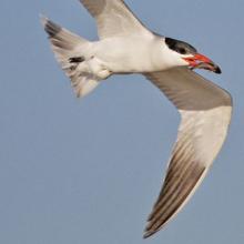 Caspian Tern