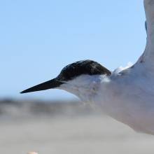 Damara Tern