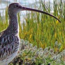 Eurasian Curlew
