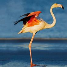 Greater Flamingo