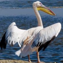 Great White Pelican