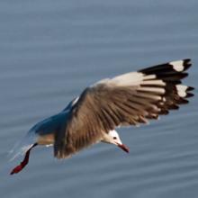 Hartlaub’s Gull