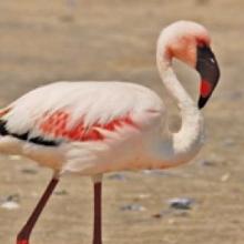 Lesser Flamingo