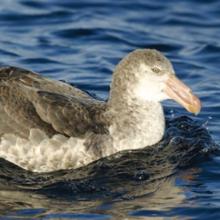 Northern Giant-Petrel