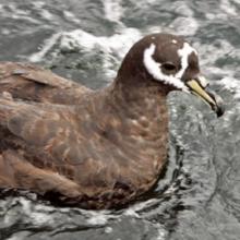 Spectacled Petrel