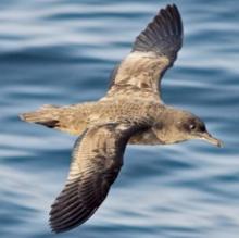 Sooty Shearwater