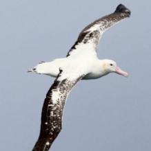 Tristan Albatross
