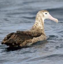Wandering Albatross