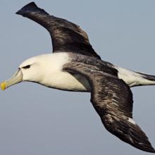 White-capped Albatross
