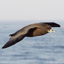 White-chinned Petrel
