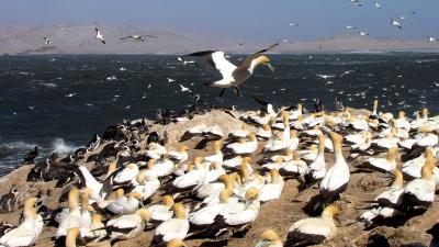 Cape Gannet colony at Mercury Island. Photo: J Kemper Cape Gannet colony at Mercury Island. Photo: J Kemper