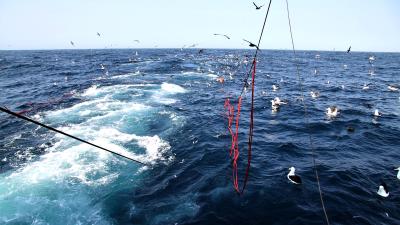 Bird scarers on trawl lines. Photo: J Paterson Bird scarers on trawl lines. Photo: J Paterson