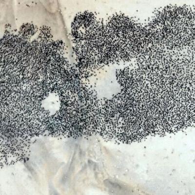 Angolan Island Paradise for Cape Cormorants