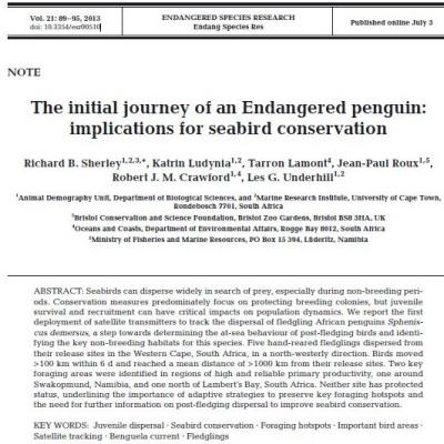 The initial journey of an Endangered penguin