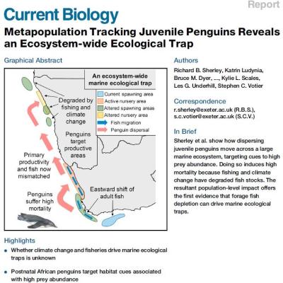 Metapopulation Tracking Juvenile Penguins Reveals an Ecosystem-wide Ecological Trap