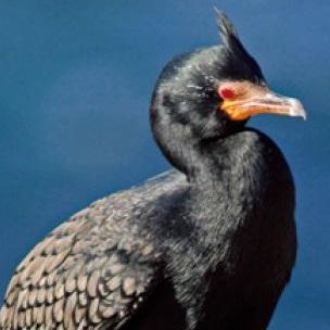 Crowned Cormorant