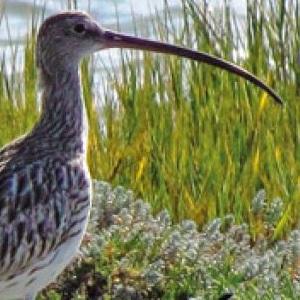 Eurasian Curlew