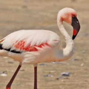 Lesser Flamingo