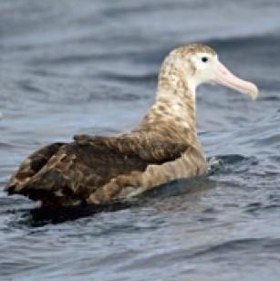 Wandering Albatross