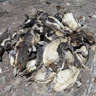 African penguins which died from bird flu. Photo: J Kemper