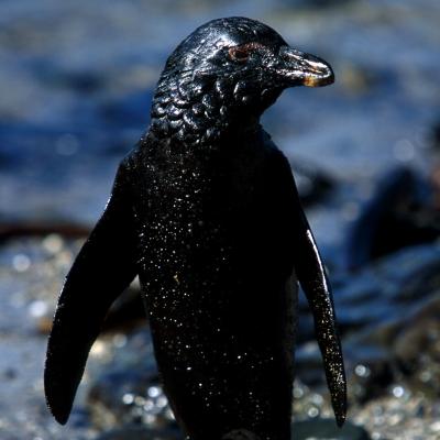 Photo: IFAW
